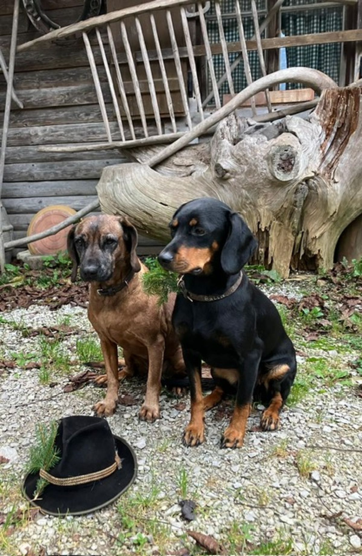 Bella von der Hottmannshöhe